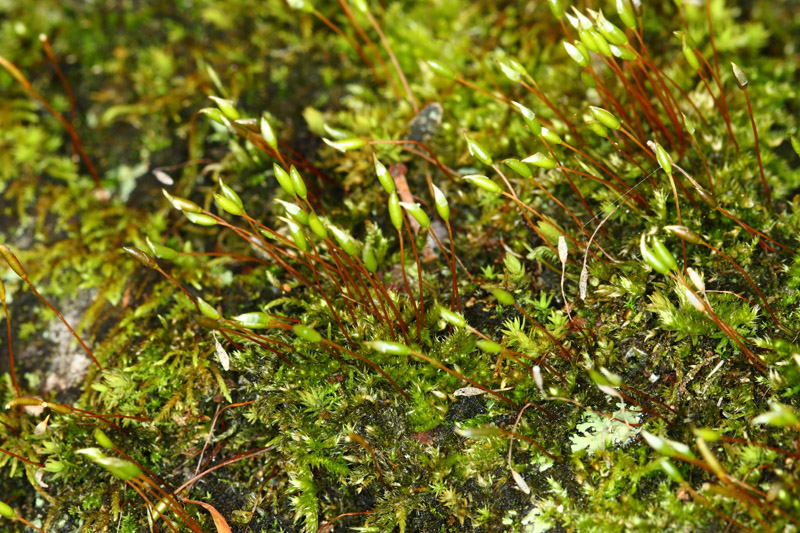 Pylaisia selwynii